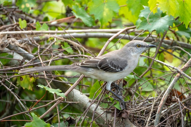 Ein nördlicher Spottvogel sitzt auf einem Baumzweig