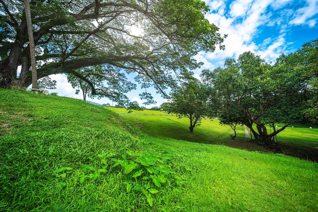 Ein öffentlicher Ort Freizeitreisen breite Rasen- und große Baumlandschaft im Park zum Entspannen im Naturwald Blick auf die Berge Frühling bewölkter Himmelshintergrund mit weißen Wolken in der Universität von Chiang Mai