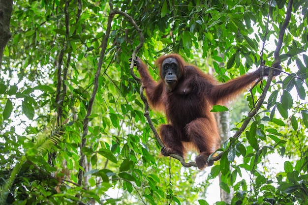 Ein Orang-Utan hängt in einem Wald an einem Baum.