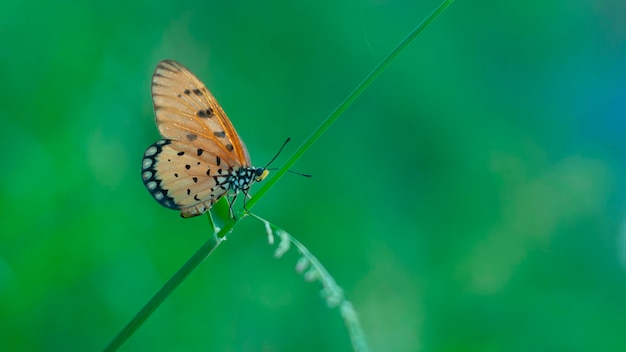 Ein orangefarbener Schmetterling Acraea terpsicore