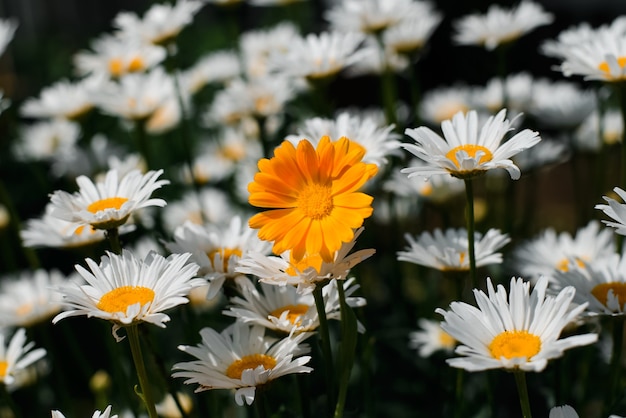 Ein orangefarbenes Gänseblümchen unter einem Feld weißer Gänseblümchen, Nahaufnahme. Schöne Blumen im Freien