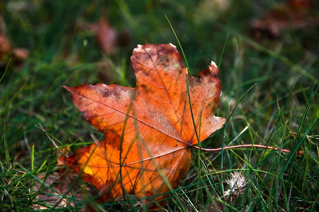 Ein orangefarbenes gefallenes Ahornblatt im Gras