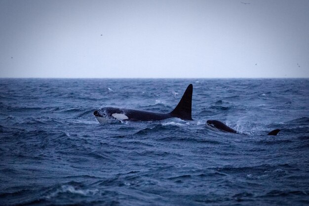 Foto ein orka mit einem jungen