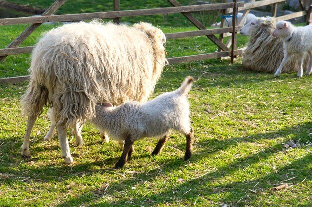 Ein Osterlamm trinkt mit seiner Mutter auf einer grünen Wiese.