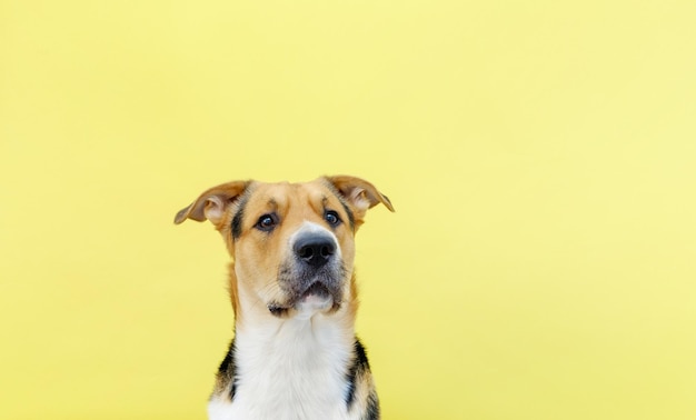 Ein Outbred-Hund auf gelbem Hintergrund Kopierbereich Platz für Textbanner