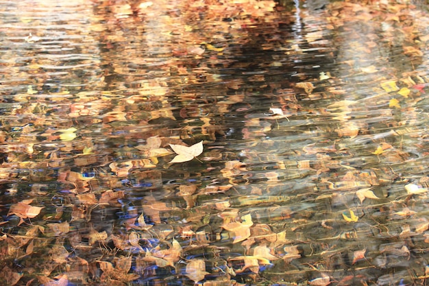 Ein paar Blätter schwimmen auf dem Wasser