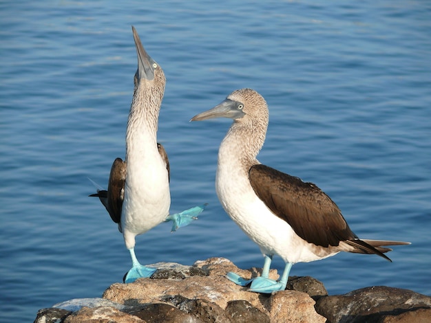 Foto ein paar blue footed boobies in balz