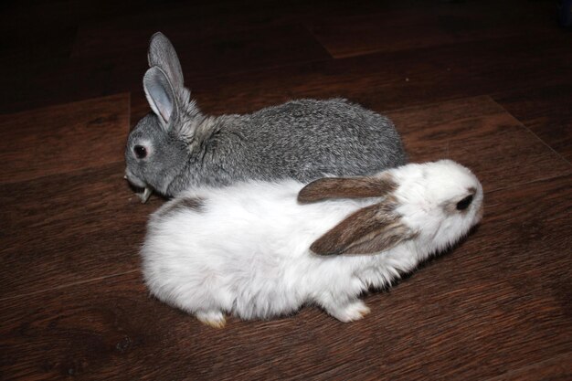Ein Paar der kleinen, jungen, lustigen Kaninchen