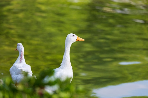 Ein Paar Enten auf einem Fluss Dieses Bild zeigt niedliche Enten Die Enten schwimmen in einem kleinen See Seitenansicht einer auf dem Wasser schwimmenden Stockente Ente im Wasser Selektiver Fokus mit geringer Schärfentiefe