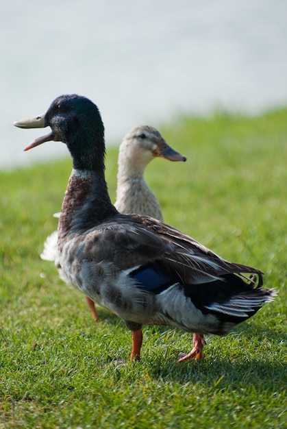 Ein Paar Enten, die auf dem Gras stehen