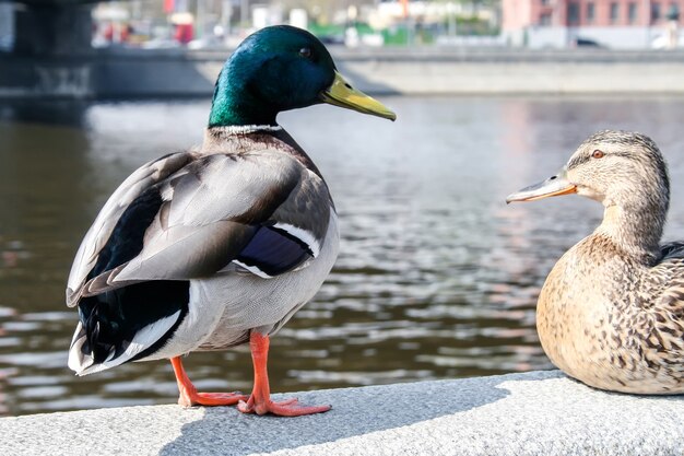 Ein Paar Enten, die auf einem Stadtsteinzaun am Fluss sitzen