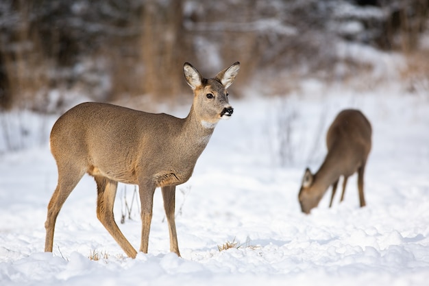 Ein Paar erwachsene Rehe füttert sich im Winter auf dem schneebedeckten Feld