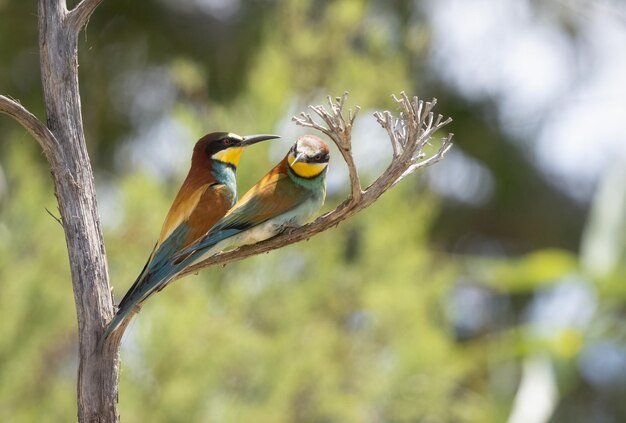 Ein paar europäische Bienenfresser Merops Apiaster thront auf einem Ast