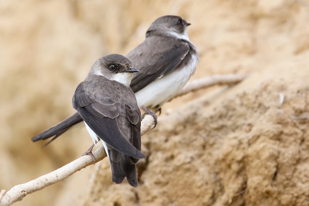 Ein paar europäischer Sandmartin, Bankschwalbe in der Nähe von Nest.