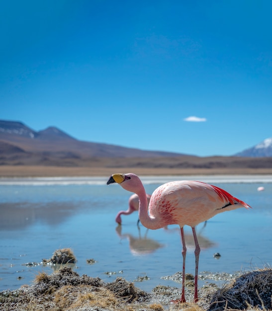 Ein paar Flamingos im See