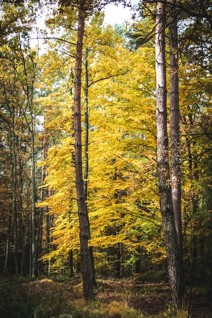 Ein Paar geht im Herbst durch den Wald