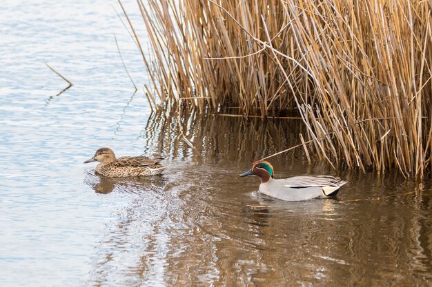 Ein paar gemeinsame teal (anas crecca) im naturpark der sümpfe von ampurdãƒâ¡n, girona, katalonien, spanien