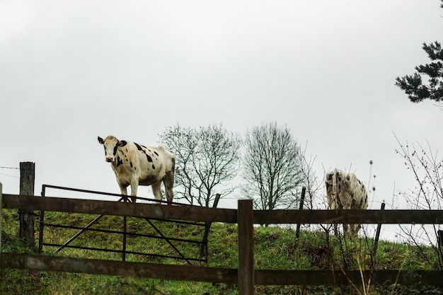 Ein paar grasen auf dem Rasen in Frankreich Landwirtschaft Tierhaltung Tierzucht