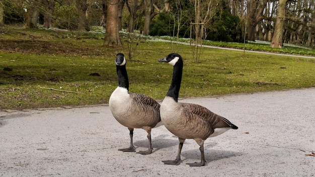 Ein Paar kanadische Gänse, die auf dem Weg spazieren gehen