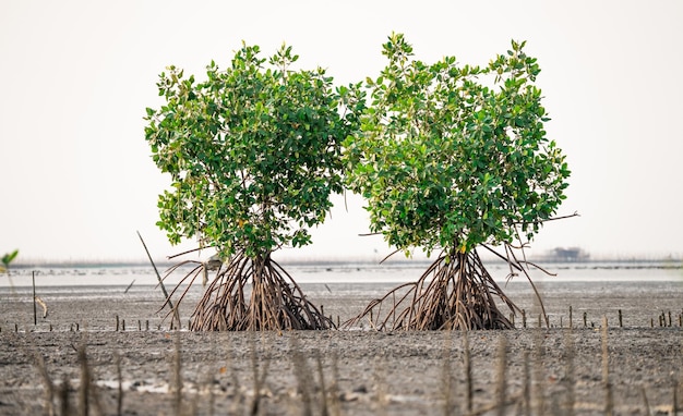 Ein paar Mangrovenbäume mit Stützwurzeln im Mangrovenwald Grüne Mangrovenbäume binden CO2