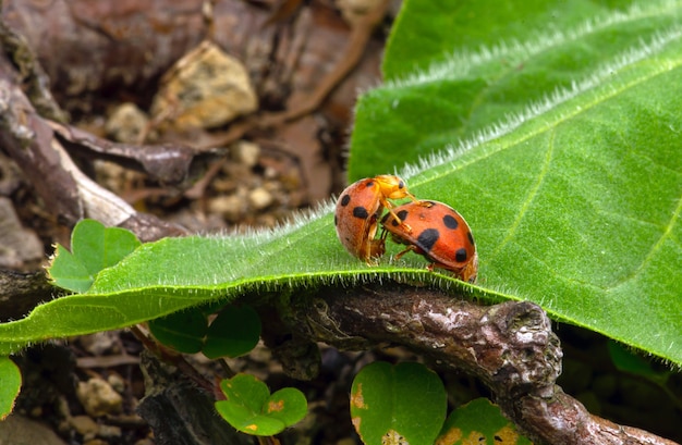 Ein paar Marienkäfer, die sich auf einem grünen Blatt paaren.