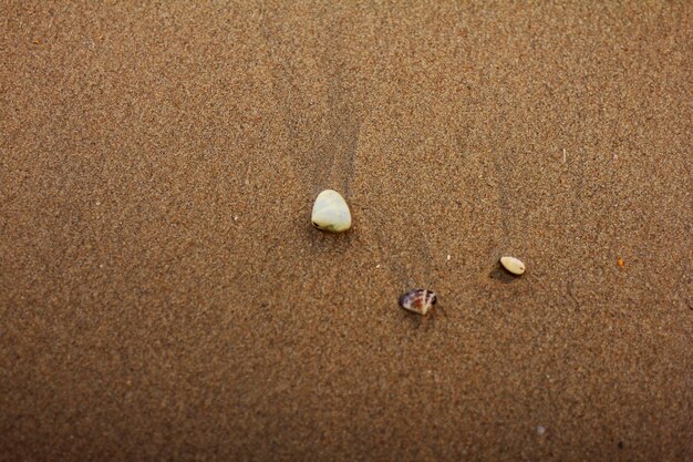Ein paar Muscheln am Strand im Sand