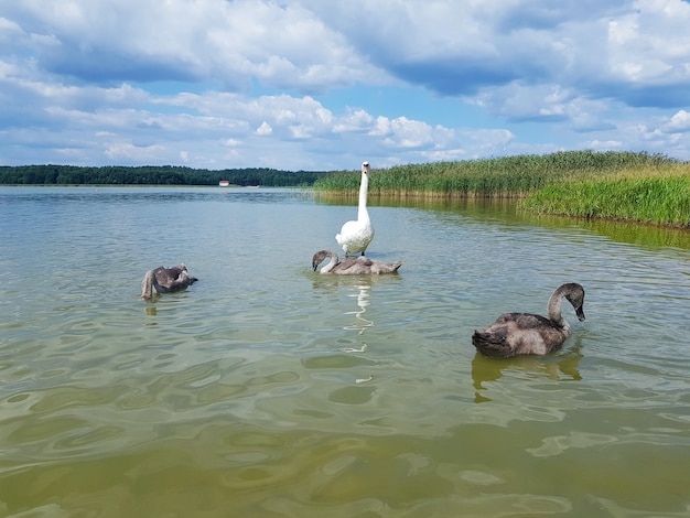 Ein paar Schwäne mit ihren Kindern Familie von Schwänen