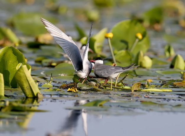 Ein Paar Seeschwalben baut ein Nest, in dem sich bereits Eier befinden