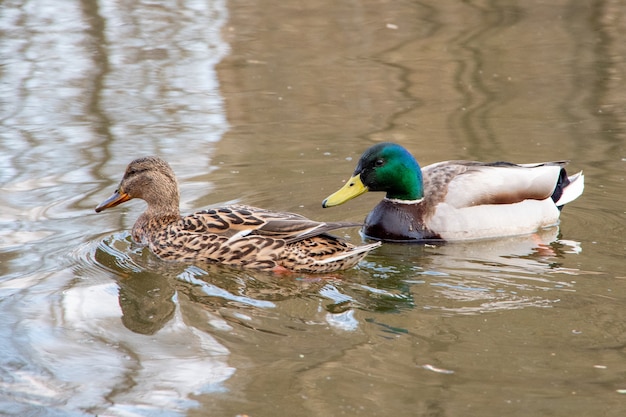 Ein Paar sehr schöner Enten schwimmt im Wasser, badet morgens. Weiches Licht, Nahaufnahme.