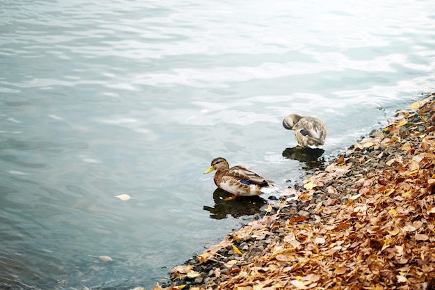 Ein paar süße Enten auf einem Stadtteich oder Seevögel auf dem Wasser