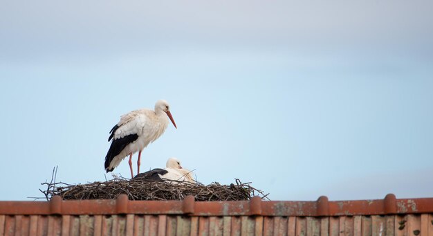 Ein Paar Weißstorchen auf dem Nest Storchenbrut im Frühling Ciconia Elsass Frankreich Oberbronn