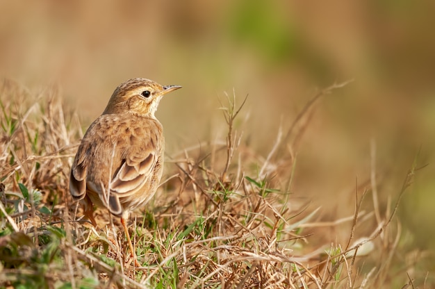 Ein Paddyfield Pipit im Gras im Rückblick