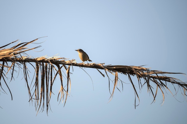 Ein Palm Warbler Vogel thront auf einem Ast im Gebüsch Floridas