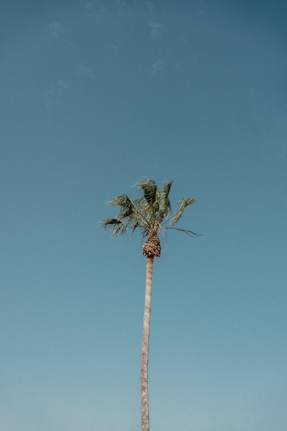 Foto ein palmbaum mit einem blauen himmel im hintergrund