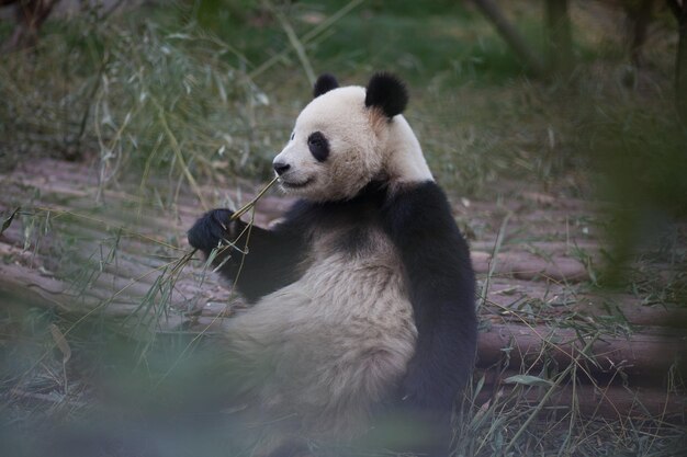 Ein Panda, der sich im Freien entspannt