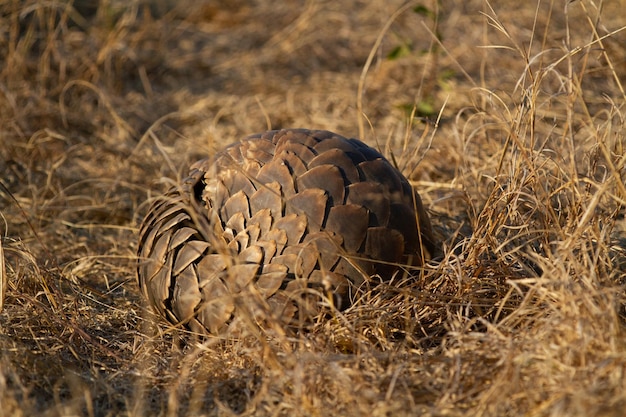 Ein Pangolin, Smutsia temminckii, liegt zusammengerollt im braunen Gras