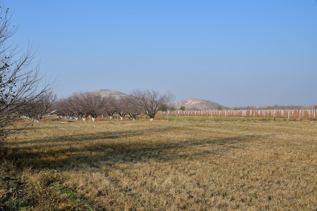 Ein Panoramablick auf ein gemähtes Feld mit Gras und Obstbäumen ohne Blätter. Herbstansicht des Feldes mit Bäumen und Bergen.