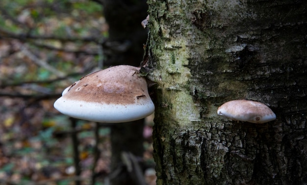 Ein parasitärer Pilz am Stamm eines toten Baumes Polyporus