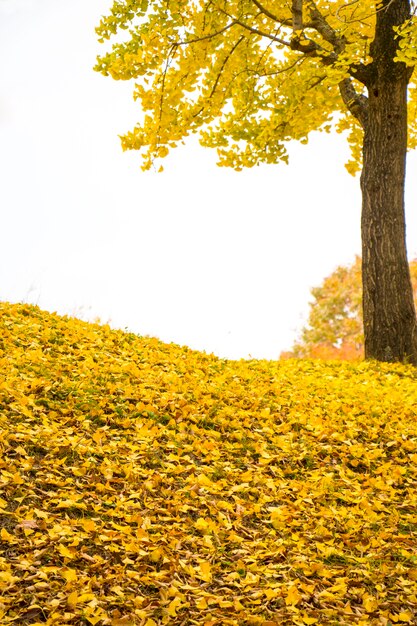 Ein Park an einem schönen Herbsttag