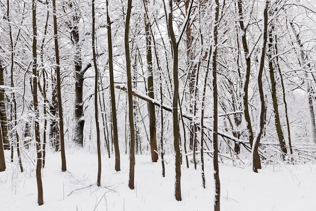 Ein Park mit verschiedenen Bäumen in der Wintersaison