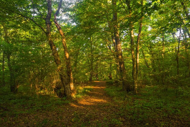 Ein Pfad durch den Wald mit der Sonne, die auf die Blätter scheint