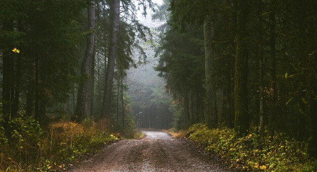 Ein Pfad durch einen Kiefernwald an einem nebligen Herbsttag