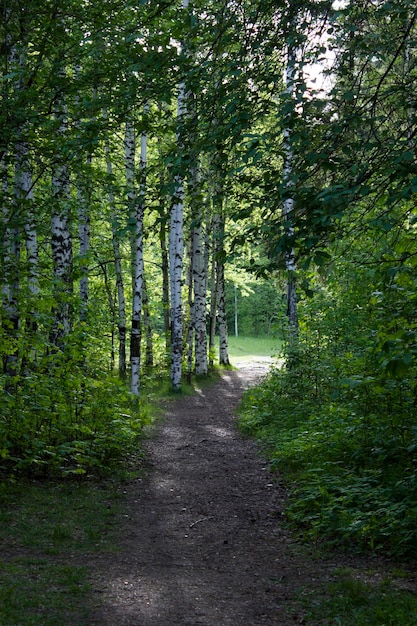 Ein Pfad in der Waldnatur