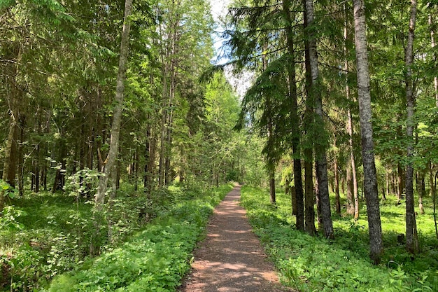 Ein Pfad in einem Wald an einem sonnigen Sommertag