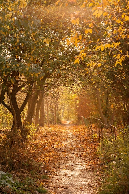 Ein Pfad zwischen Herbstbäumen mit goldenen Blättern gegenüber der Sonne beleuchtet den Tunnel