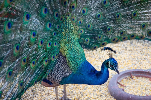 Foto ein pfau, der mais isst