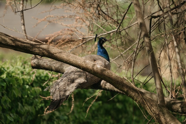 Ein Pfau liegt mittags im Gras