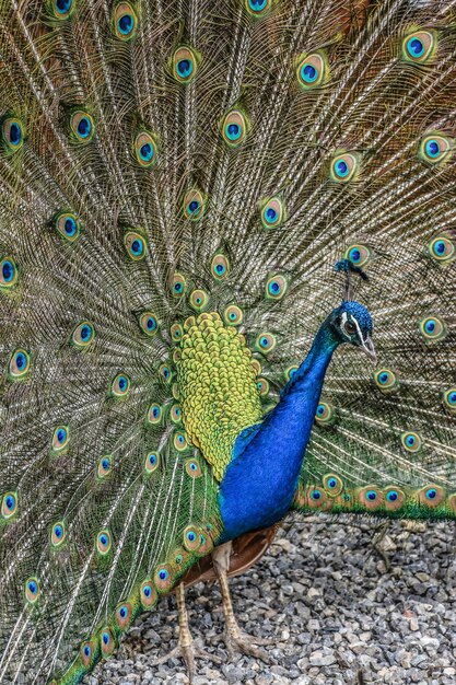 Foto ein pfau mit ausgebreiteten federn auf dem boden