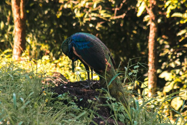 Foto ein pfau steht auf einem felsen