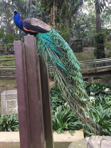 ein Pfau zeigt seine wunderschönen Federn